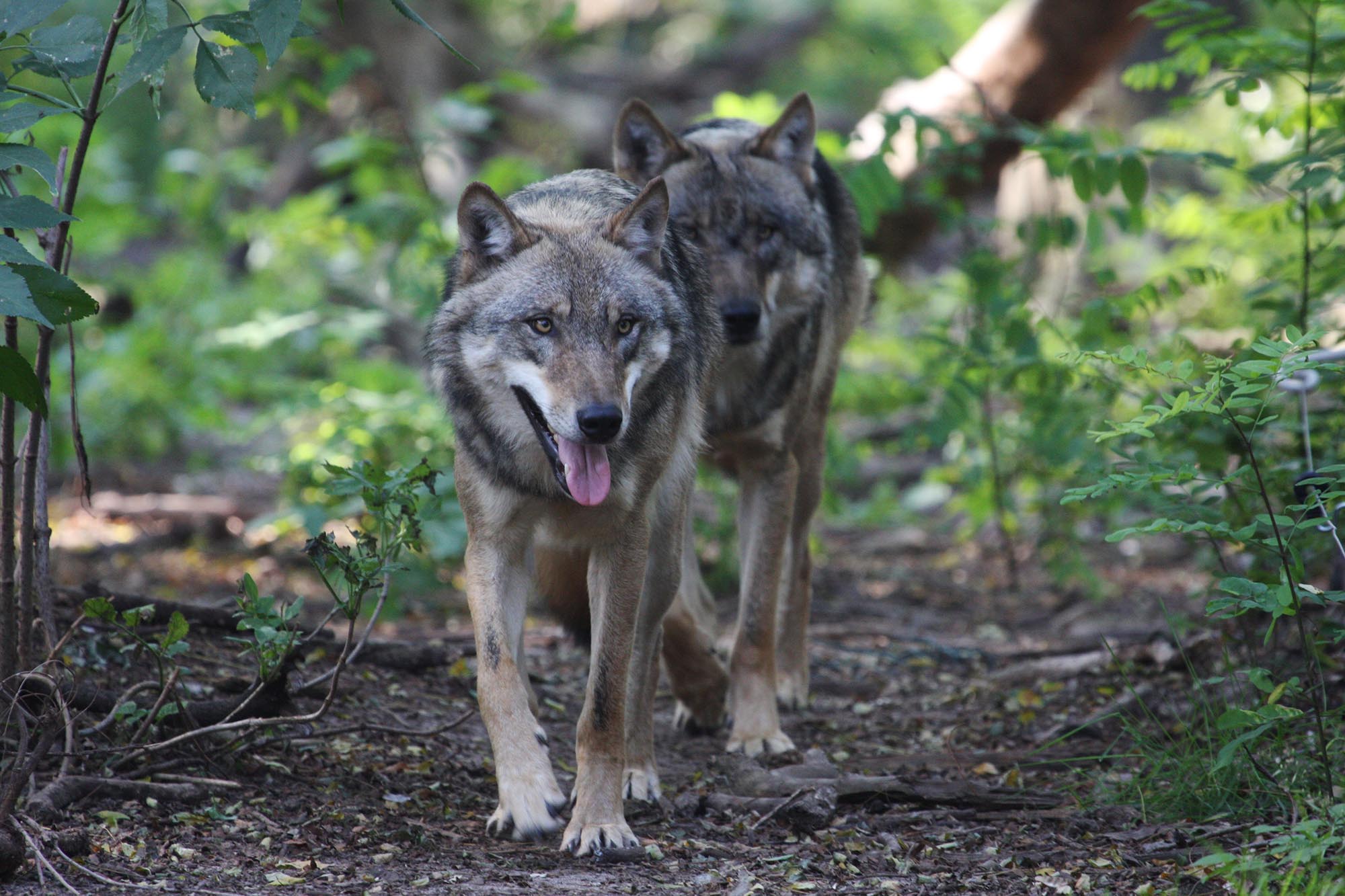 Wolfsjagd löst Probleme nicht